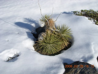 137 6eu. Zion National Park - west rim hike - plants sticking through the snow