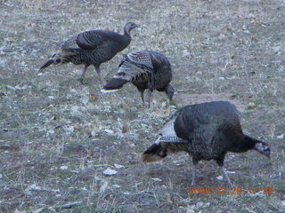 155 6eu. Zion National Park - wild turkeys