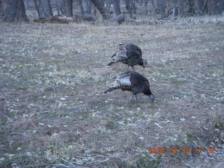 156 6eu. Zion National Park - wild turkeys