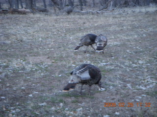 157 6eu. Zion National Park - wild turkeys