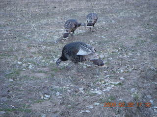 158 6eu. Zion National Park - wild turkeys