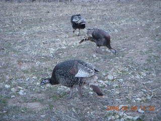 159 6eu. Zion National Park - wild turkeys
