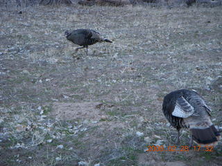 160 6eu. Zion National Park - wild turkeys
