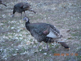 161 6eu. Zion National Park - wild turkeys