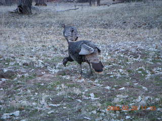 162 6eu. Zion National Park - wild turkeys