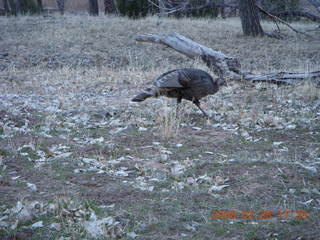 163 6eu. Zion National Park - wild turkeys