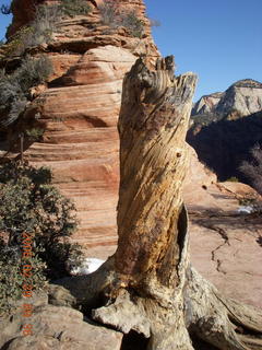 Zion National Park - Angels Landing hike - twisted dead tree