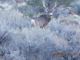 27 6f1. Zion National Park - Watchman hike - mule deer