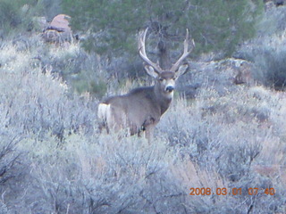 28 6f1. Zion National Park - Watchman hike - mule deer