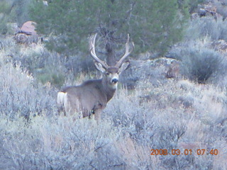 29 6f1. Zion National Park - Watchman hike - mule deer