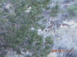 30 6f1. Zion National Park - Watchman hike - mule deer