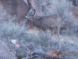 31 6f1. Zion National Park - Watchman hike - mule deer