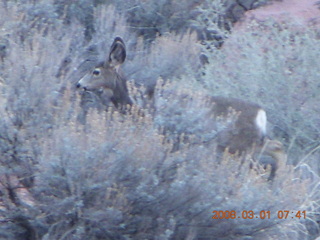 32 6f1. Zion National Park - Watchman hike - mule deer