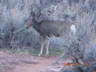 33 6f1. Zion National Park - Watchman hike - mule deer