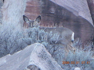 34 6f1. Zion National Park - Watchman hike - mule deer