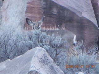 35 6f1. Zion National Park - Watchman hike - mule deer