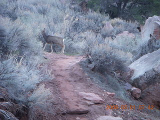 37 6f1. Zion National Park - Watchman hike - mule deer