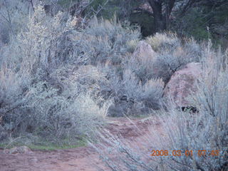39 6f1. Zion National Park - Watchman hike - mule deer (Where's Waldo?)