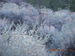Zion National Park - Watchman hike - mule deer (Where's Waldo?)