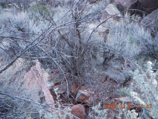 42 6f1. Zion National Park - Watchman hike - mule deer (Where's Waldo?)