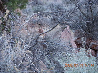 Zion National Park - Watchman hike - mule deer (Where's Waldo?)