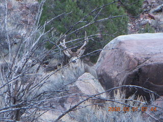 44 6f1. Zion National Park - Watchman hike - mule deer