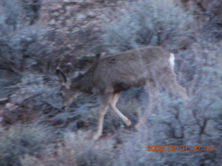 45 6f1. Zion National Park - Watchman hike - mule deer