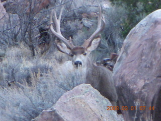 46 6f1. Zion National Park - Watchman hike - mule deer