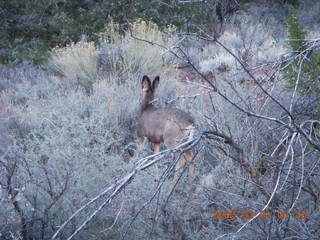 49 6f1. Zion National Park - Watchman hike - mule deer