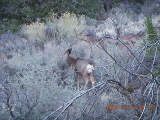 50 6f1. Zion National Park - Watchman hike - mule deer