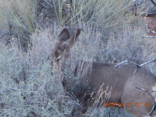 52 6f1. Zion National Park - Watchman hike - mule deer