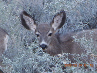 54 6f1. Zion National Park - Watchman hike - mule deer