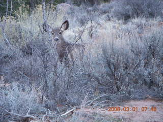 55 6f1. Zion National Park - Watchman hike - mule deer