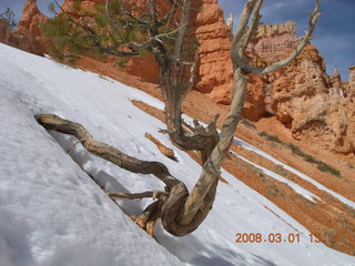 252 6f1. Bryce Canyon - tree that played Twister