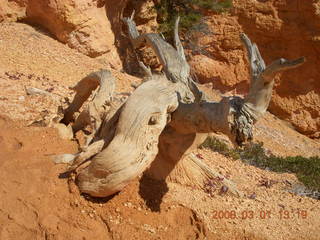 257 6f1. Bryce Canyon - Queens Garden hike - tree that lost at Twister