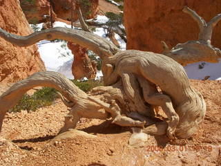 258 6f1. Bryce Canyon - Queens Garden hike - another twisted tree