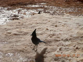 297 6f1. Bryce Canyon - bluebird