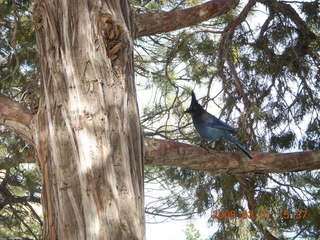 Bryce Canyon - bluebird