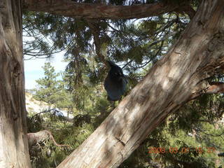 299 6f1. Bryce Canyon - bluebird