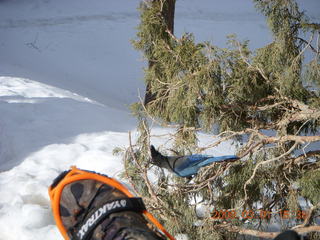 Bryce Canyon - bluebird and my foot
