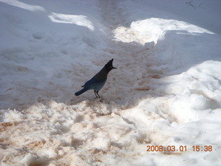 302 6f1. Bryce Canyon - bluebird