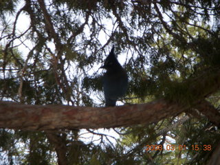303 6f1. Bryce Canyon - bluebird