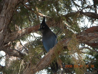 304 6f1. Bryce Canyon - bluebird