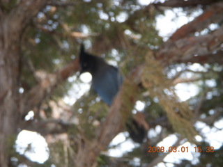 305 6f1. Bryce Canyon - bluebird