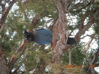 306 6f1. Bryce Canyon - bluebird