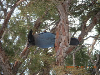 307 6f1. Bryce Canyon - bluebird
