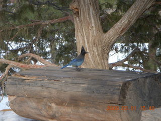 308 6f1. Bryce Canyon - bluebird