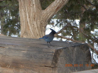 Bryce Canyon - bluebird