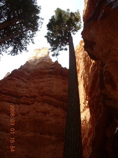 315 6f1. Bryce Canyon - Navajo Loop hike - very tall trees
