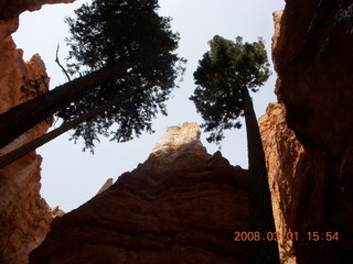 316 6f1. Bryce Canyon - Navajo Loop hike - very tall trees